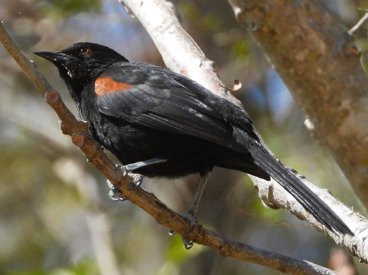 Variable Oriole - ML640337096