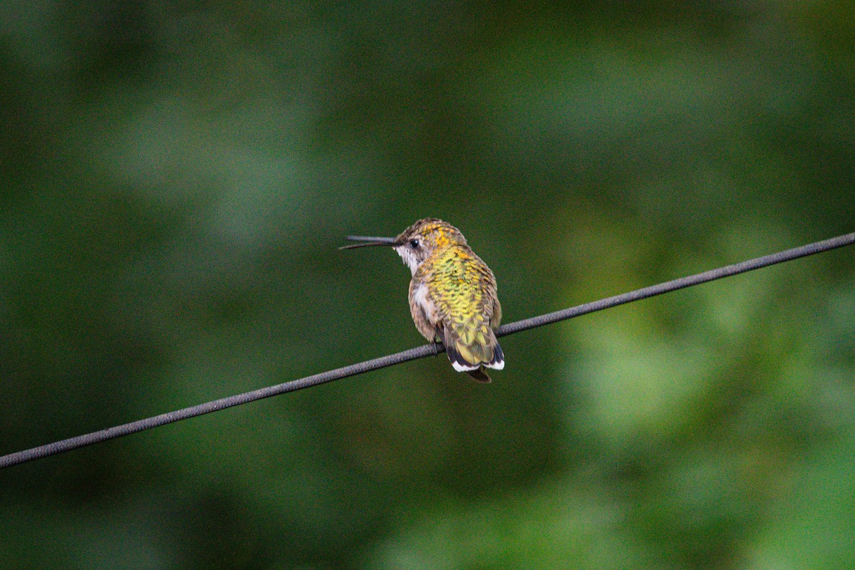 Ruby-throated Hummingbird - ML640337099