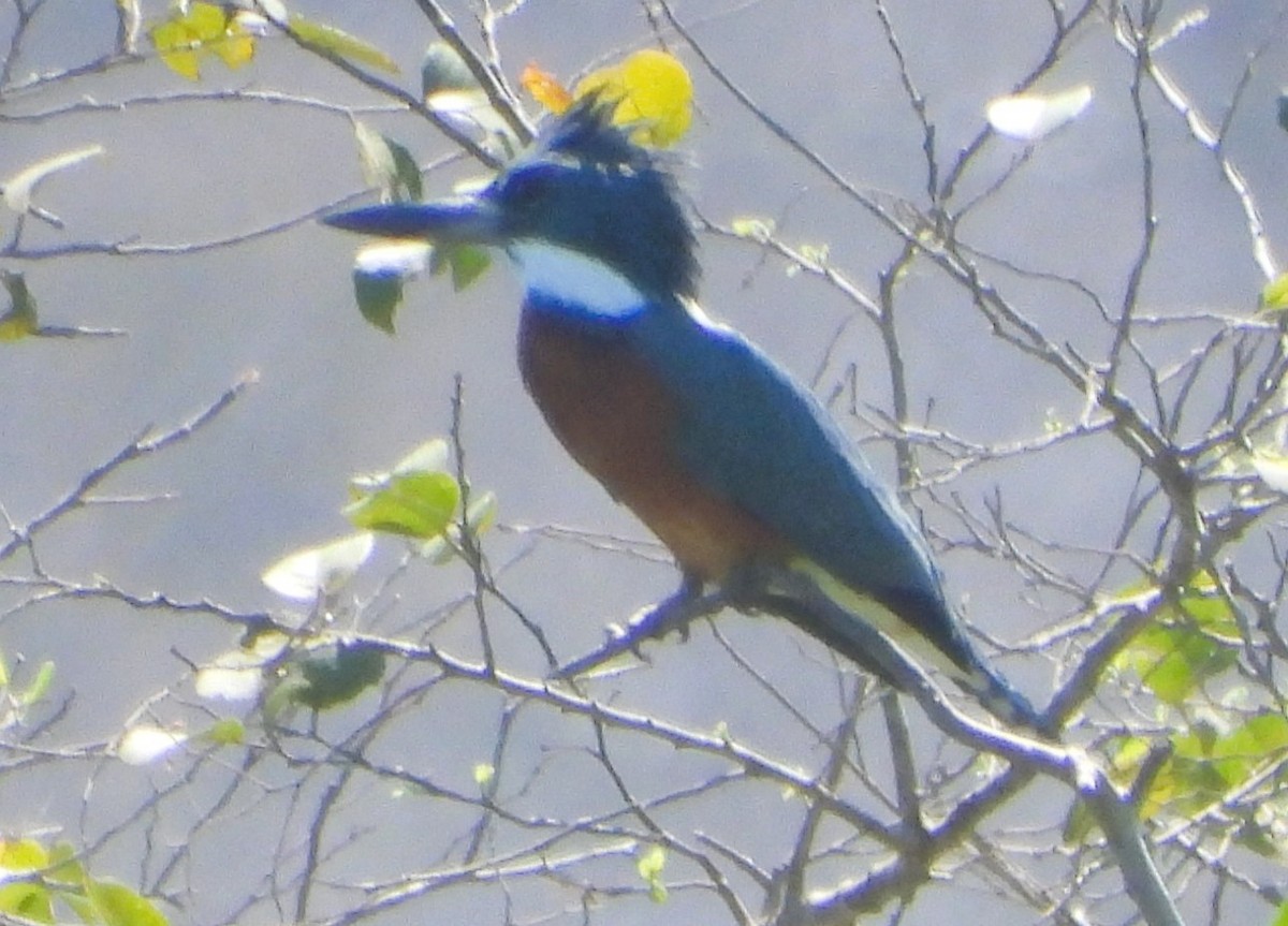 Ringed Kingfisher - ML640337102