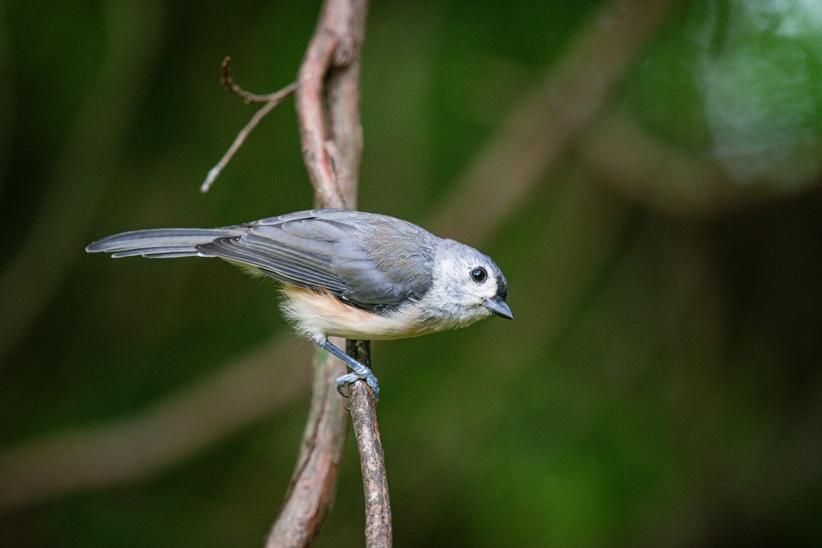 Tufted Titmouse - ML640337107
