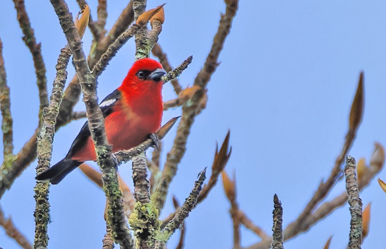 White-winged Tanager - ML640337121