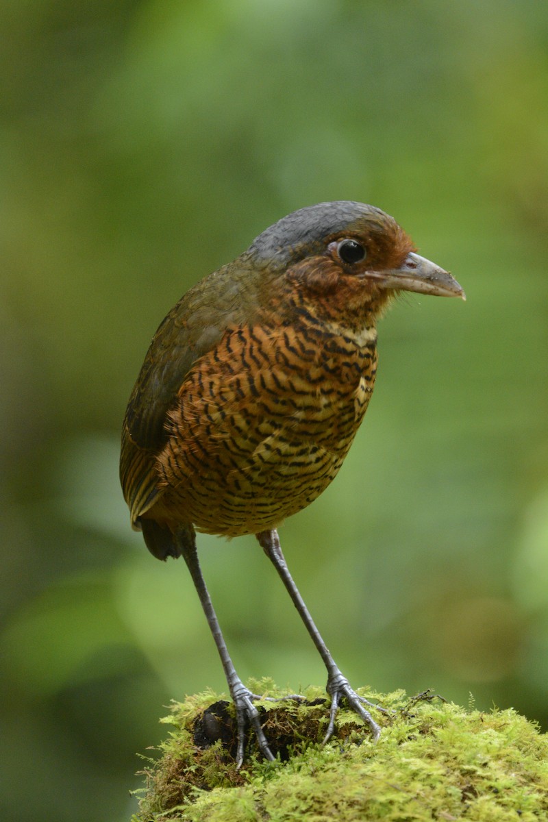 Giant Antpitta - ML640337132