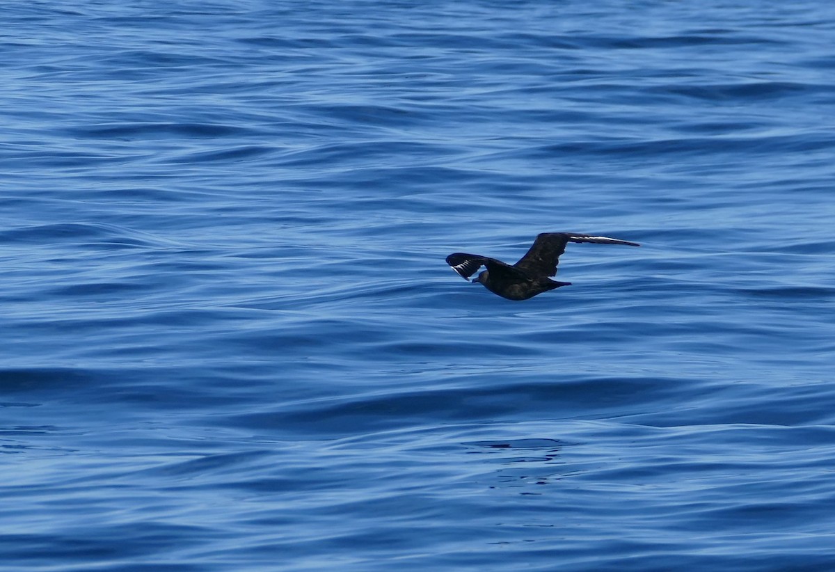South Polar Skua - ML640337182