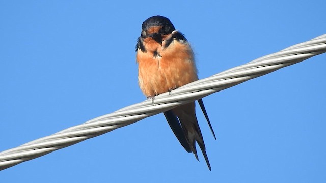 Hirondelle rustique - ML640337234
