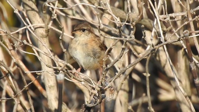 Sedge Wren - ML640337259
