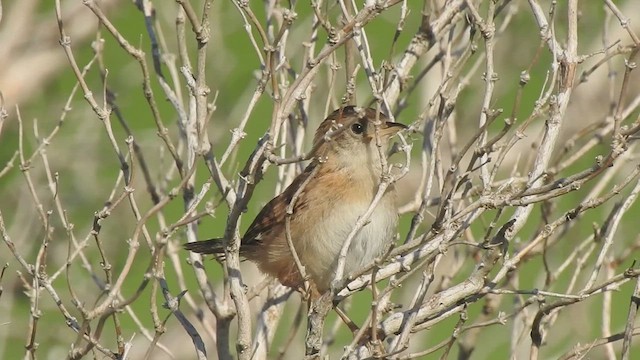 Sedge Wren - ML640337260