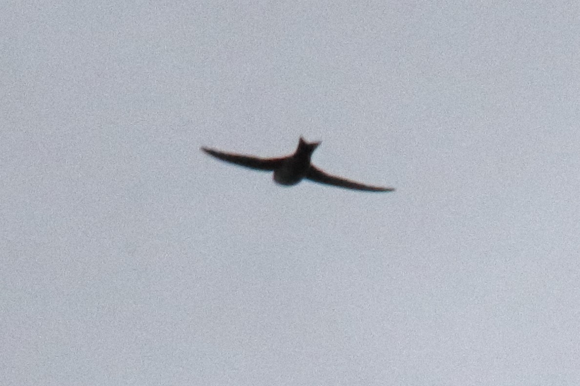 Common Swift - ML640337264