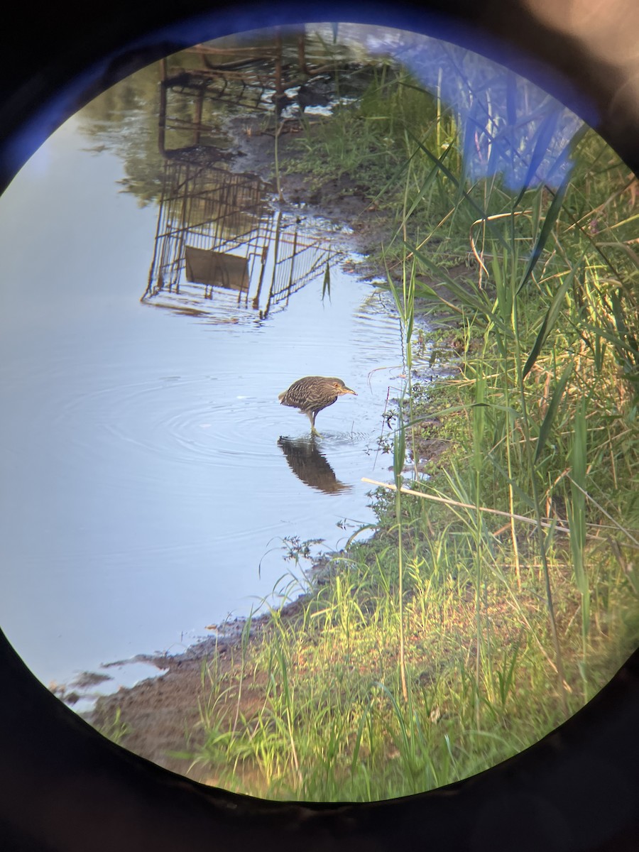 Black-crowned Night Heron - ML640337288