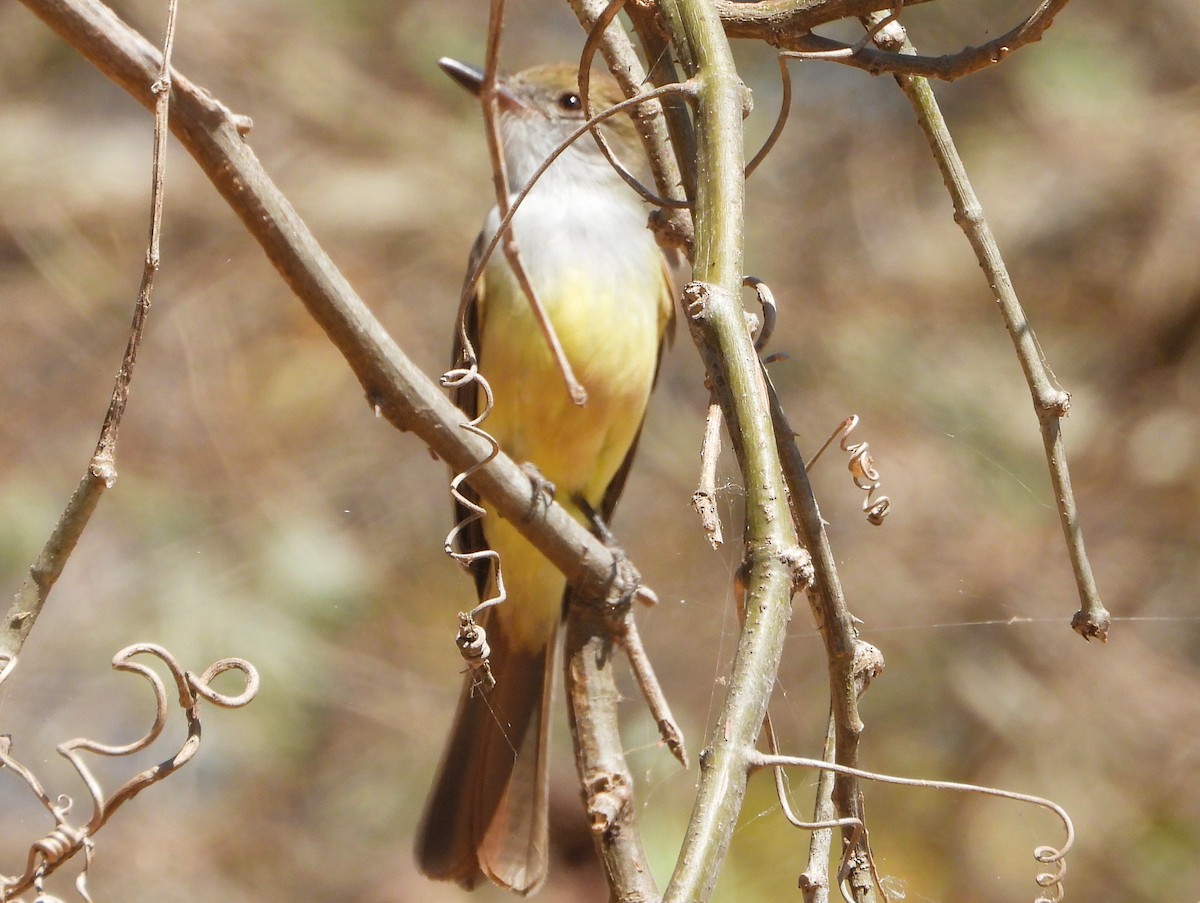 Brown-crested Flycatcher - ML640337305