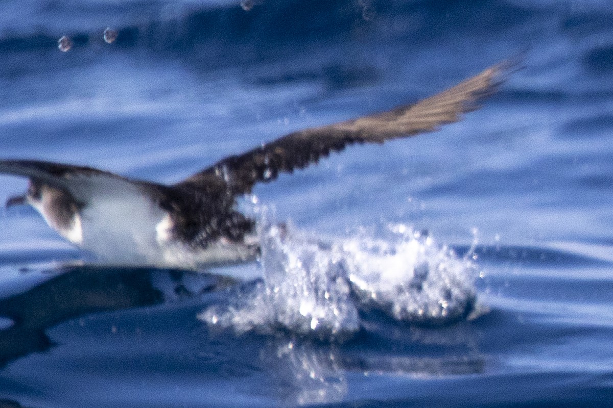 Manx Shearwater - ML640337344