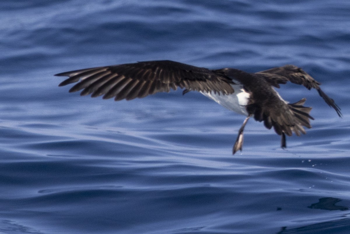Manx Shearwater - ML640337346