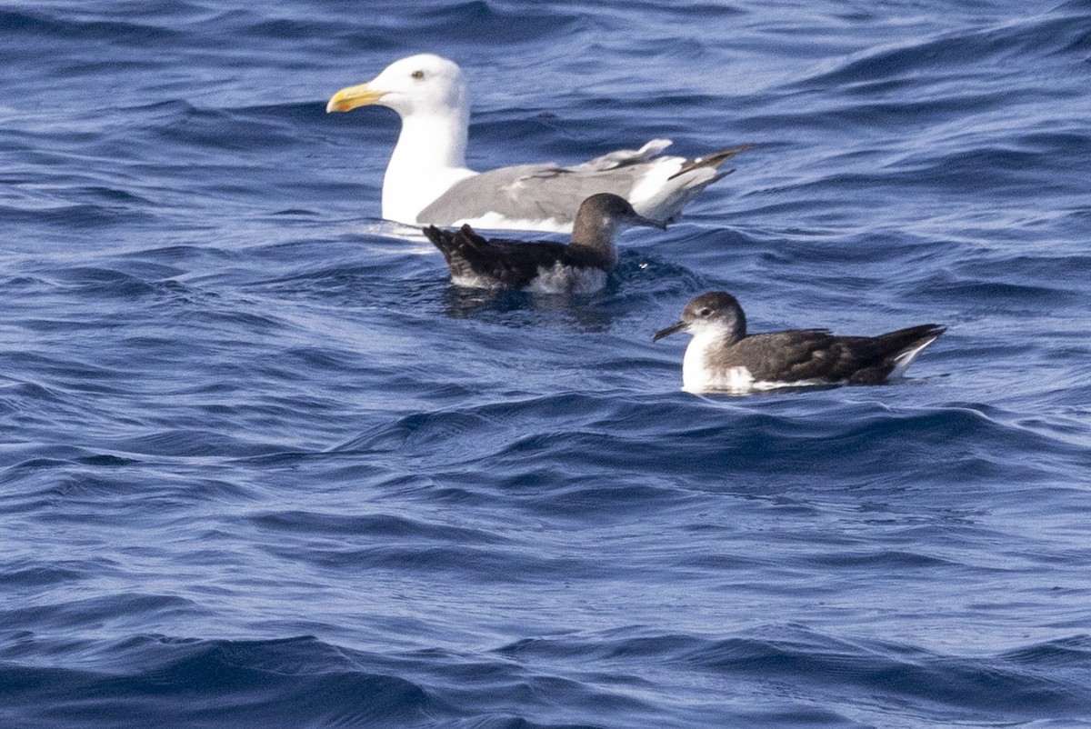 Manx Shearwater - ML640337352