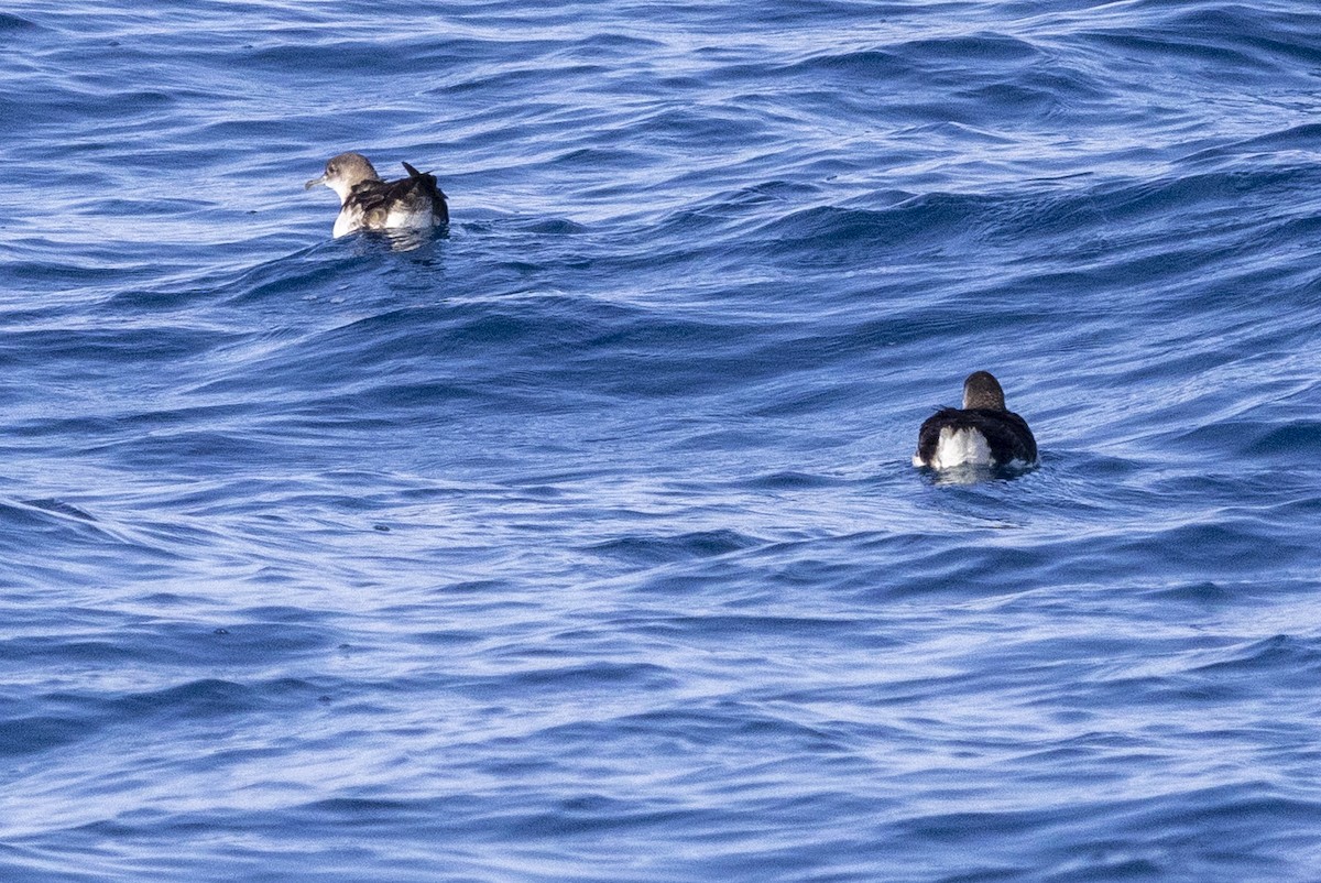 Manx Shearwater - ML640337353