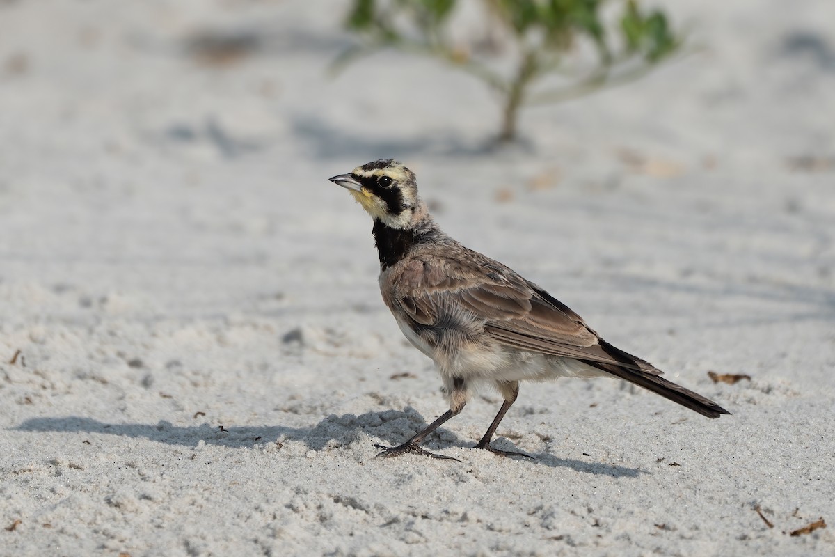Horned Lark - ML640337394