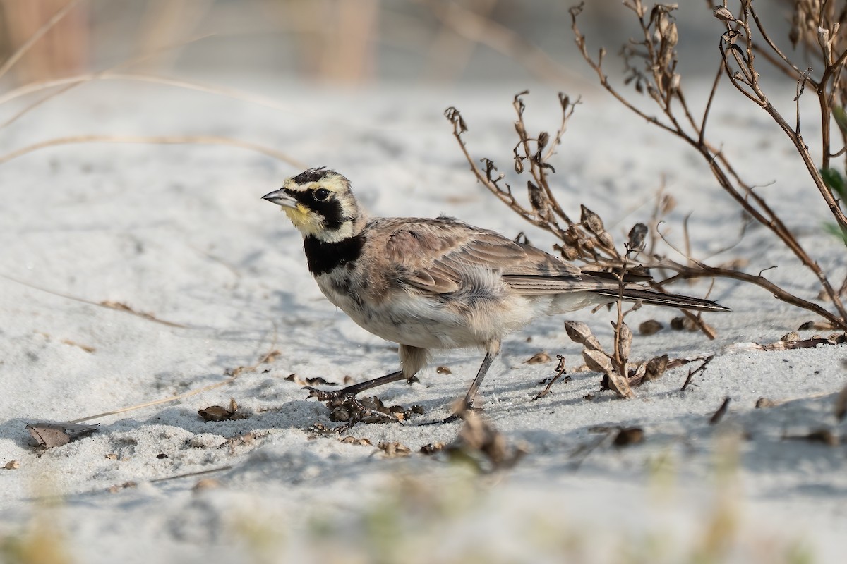 Horned Lark - ML640337395