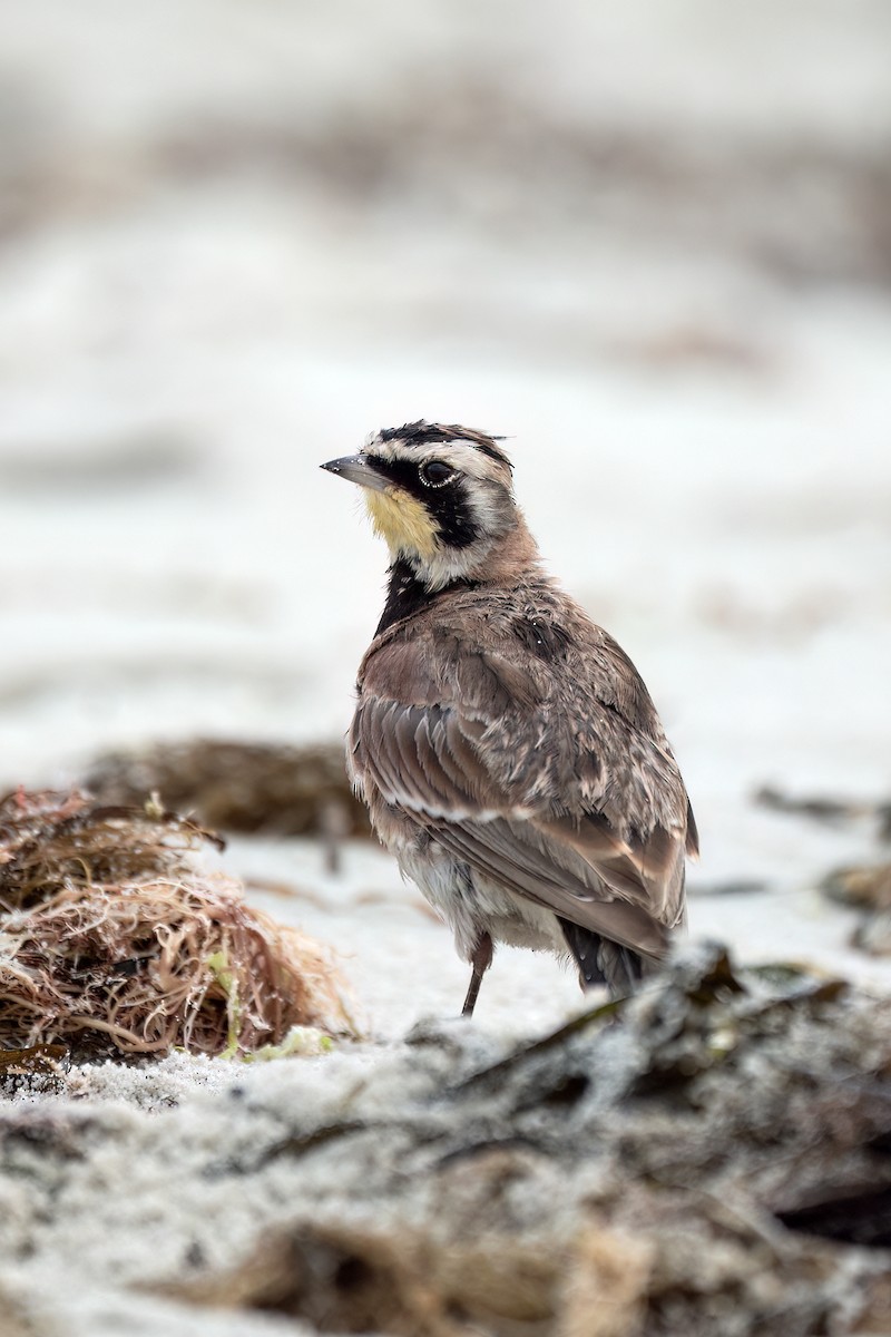 Horned Lark - ML640337396