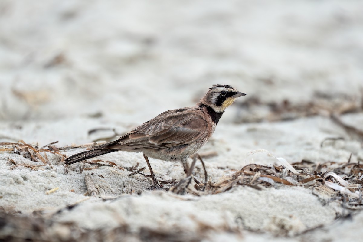 Horned Lark - ML640337404