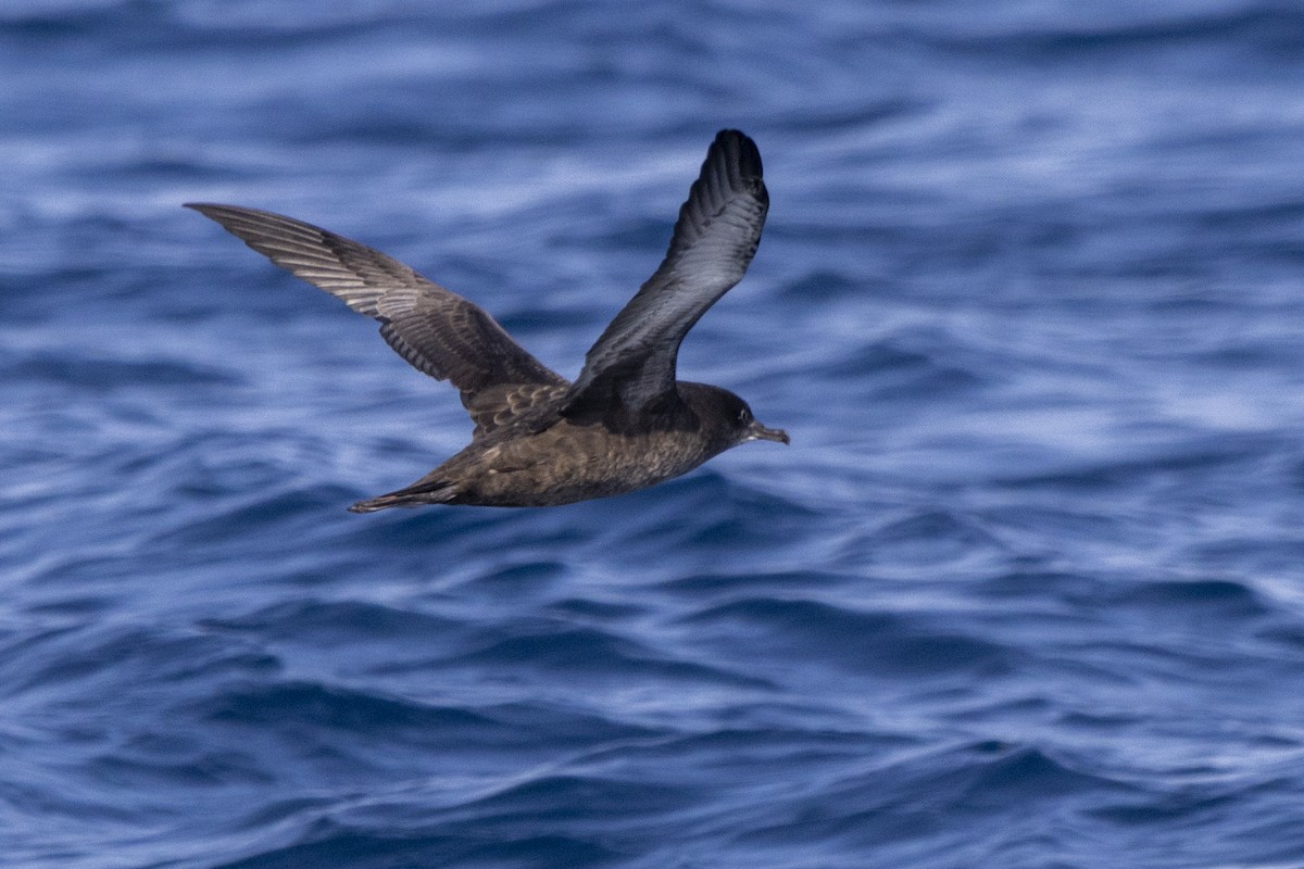 Sooty Shearwater - ML640337406