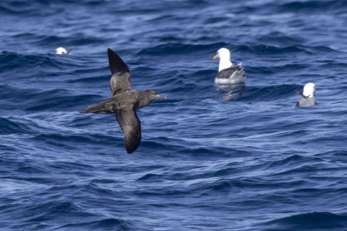 Sooty Shearwater - ML640337410