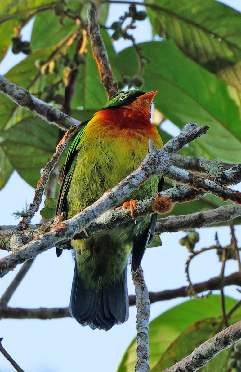 Cotinga chevalier - ML640337437