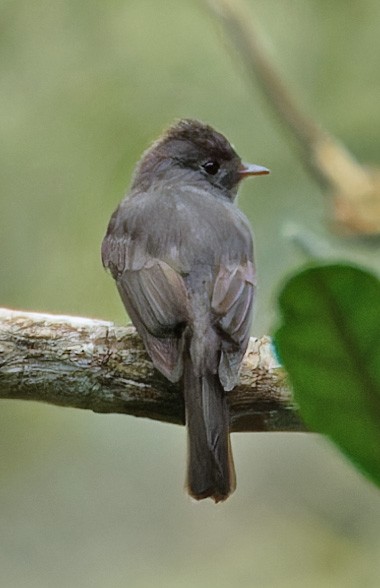 Blackish Pewee - ML640337446