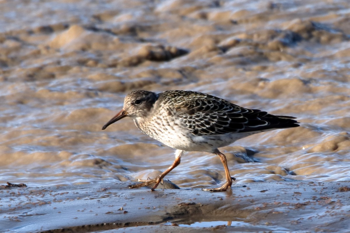 Purple Sandpiper - ML640337460