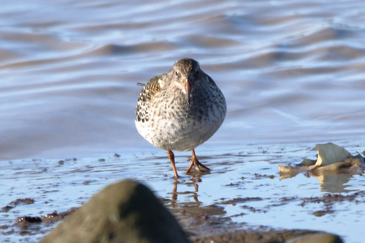 Purple Sandpiper - ML640337461