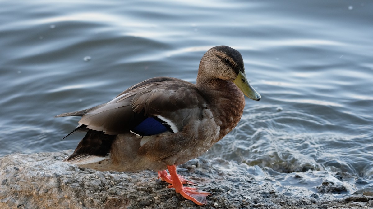 Mallard - ML640337472