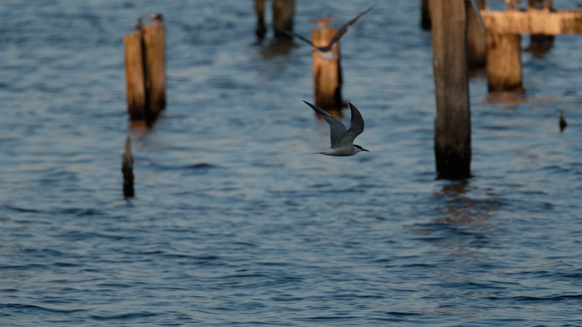 Common Tern - ML640337473