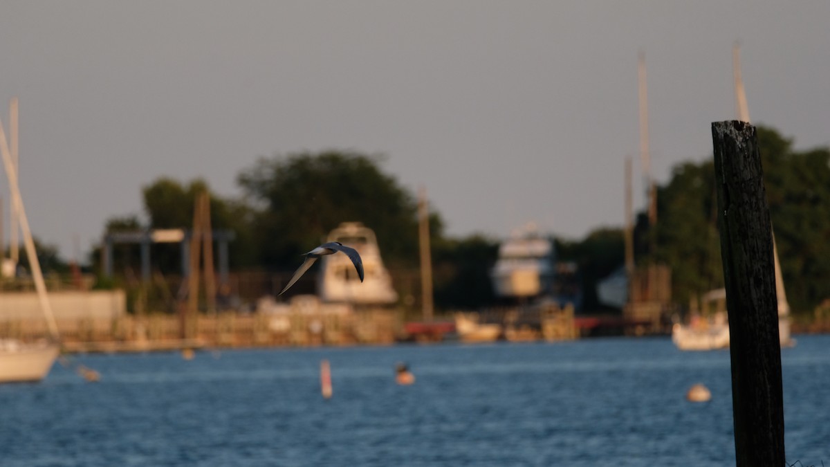 Common Tern - ML640337478