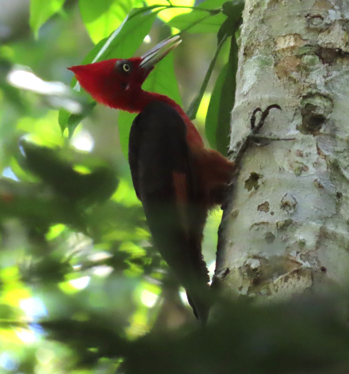 Red-necked Woodpecker - ML640337560