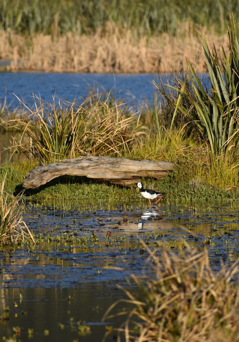 Pied Stilt - ML640337591