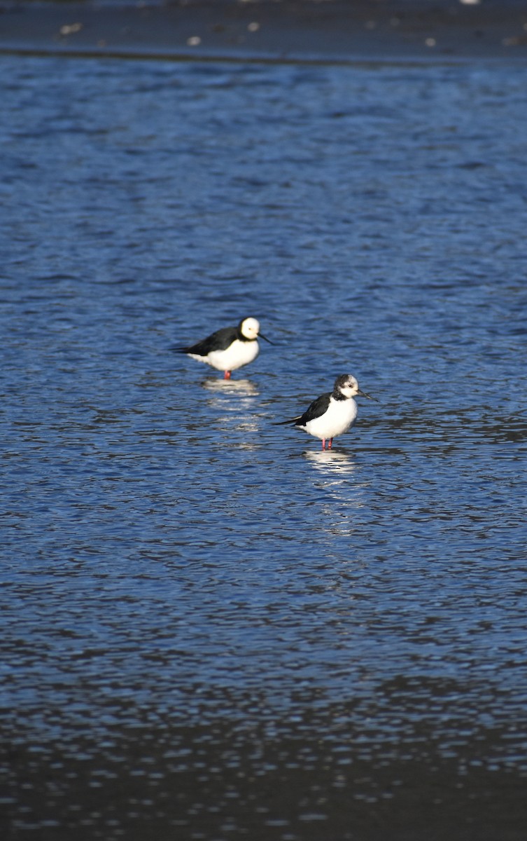 Pied Stilt - ML640337595