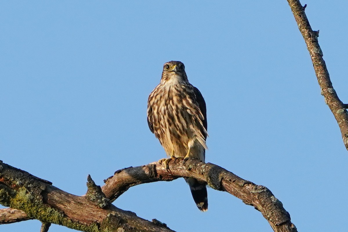 Merlin - ML640337617