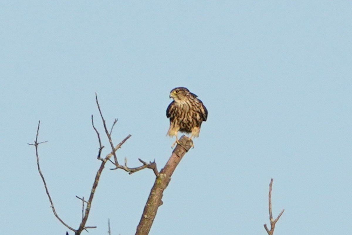 Merlin - ML640337634