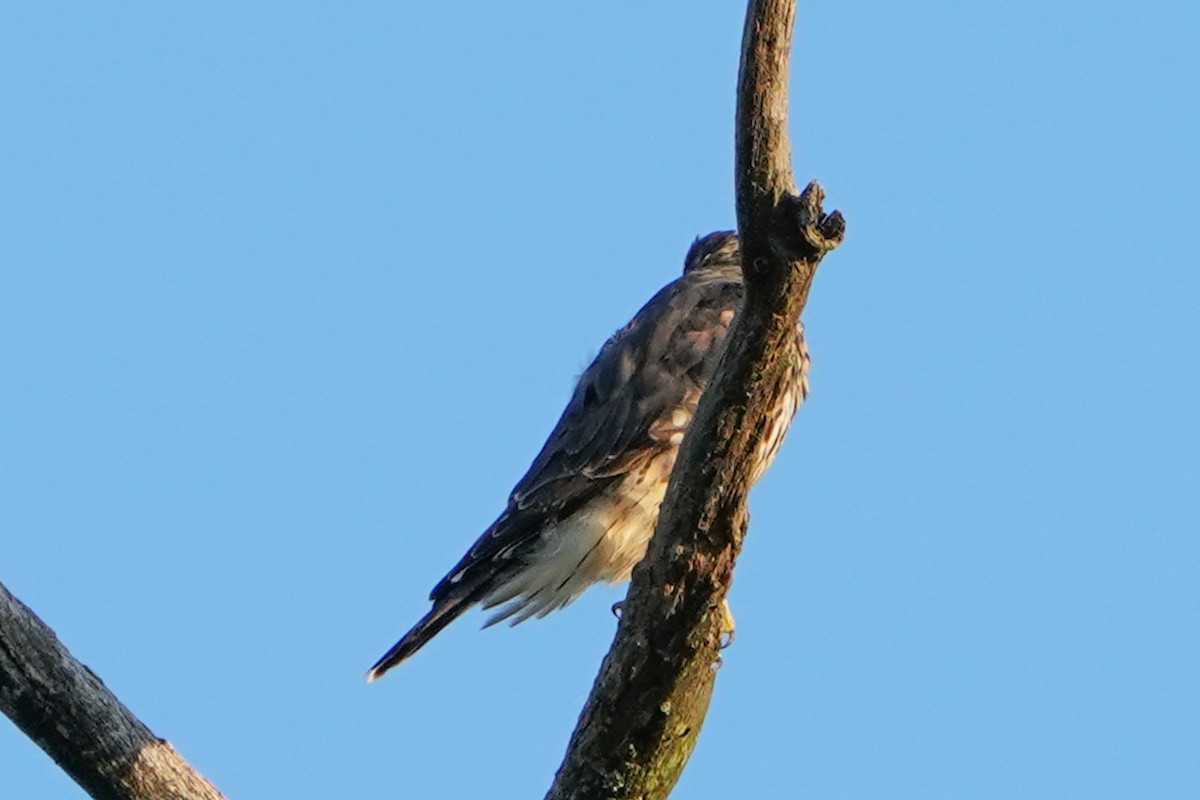 Merlin - ML640337635