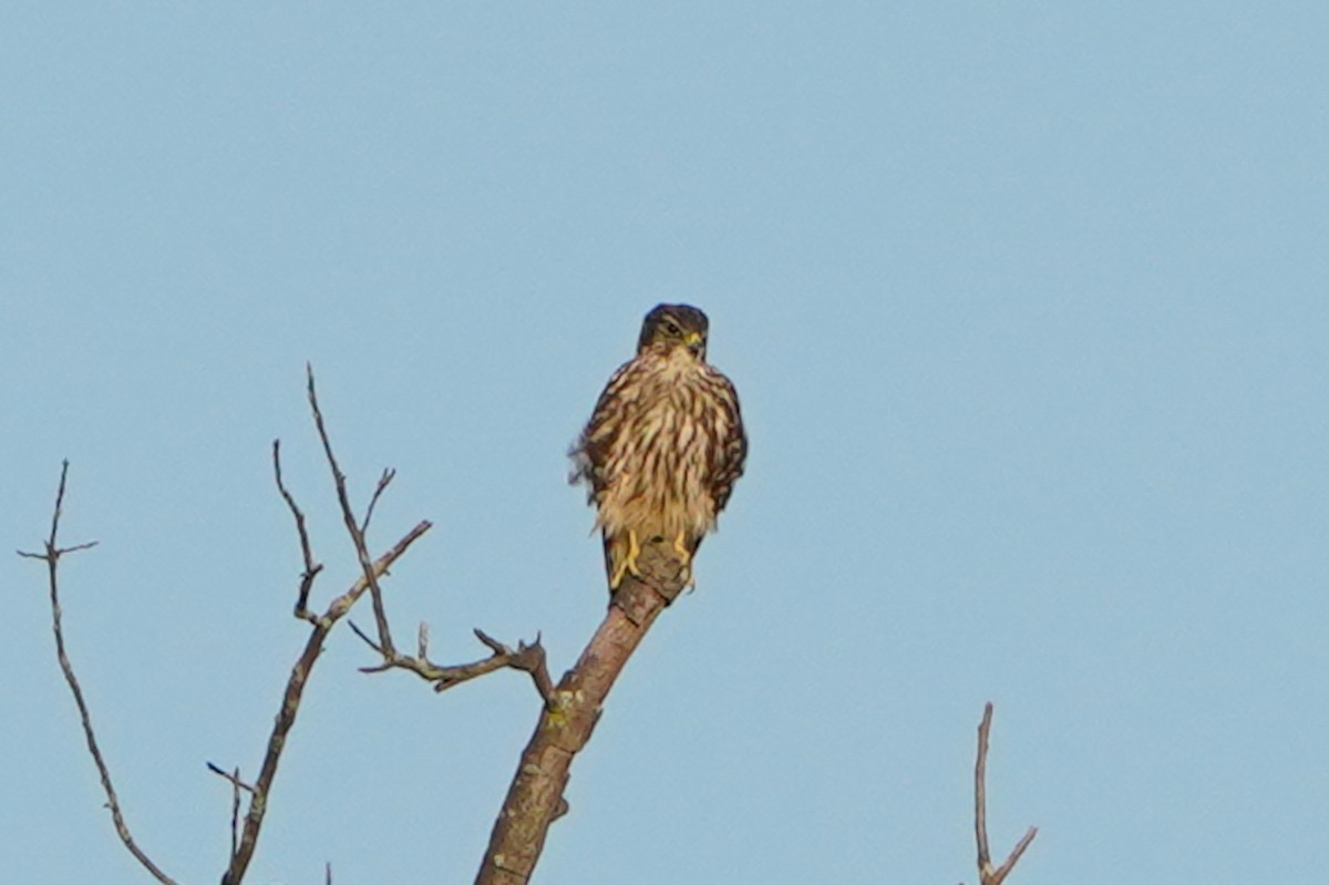 Merlin - ML640337636