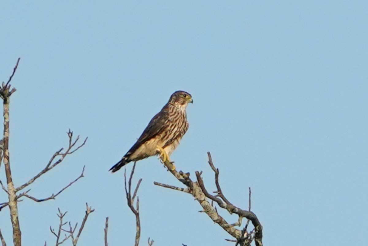 Merlin - ML640337637