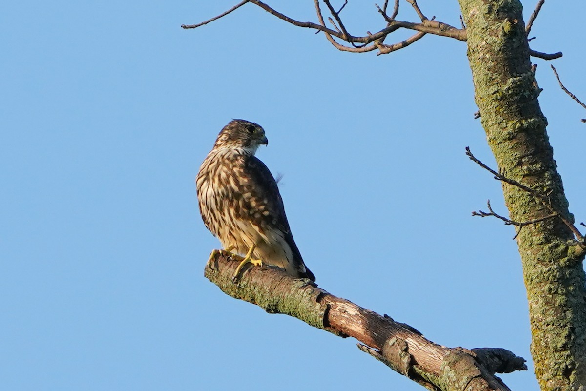 Merlin - ML640337640