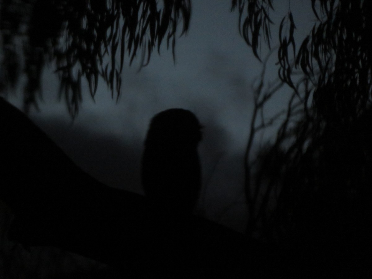 Tawny Frogmouth - ML640337645