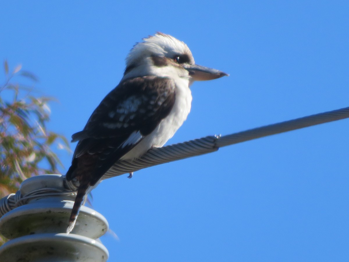 Laughing Kookaburra - ML640337670