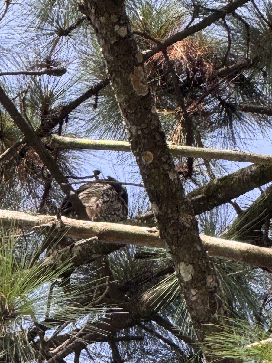 Stygian Owl - ML640337697