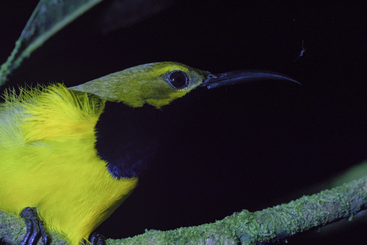 Sahul Sunbird - ML640337713