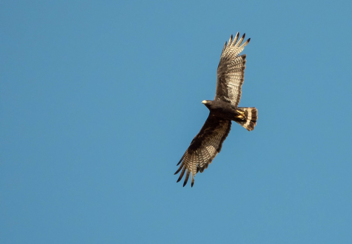 Zone-tailed Hawk - ML640337726
