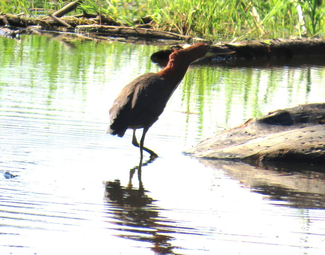 Rufescent Tiger-Heron - ML640337810