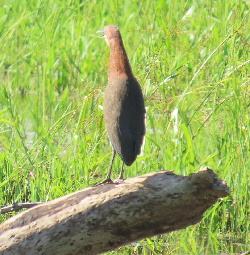 Rufescent Tiger-Heron - ML640337811