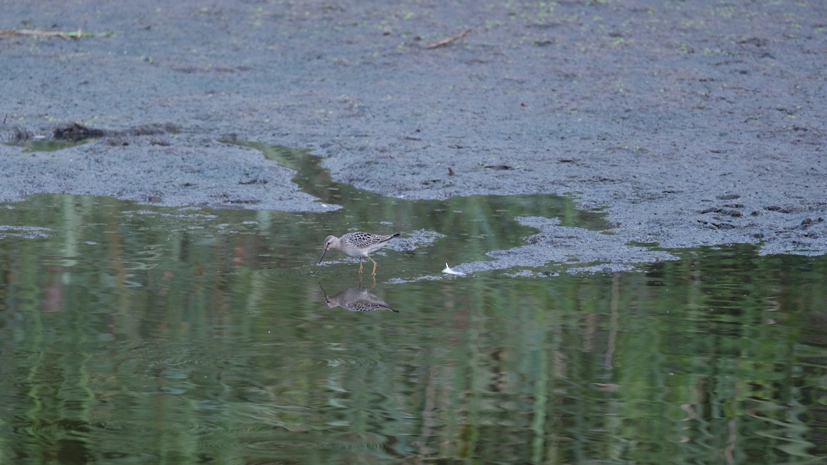 Побережник довгоногий - ML640337866