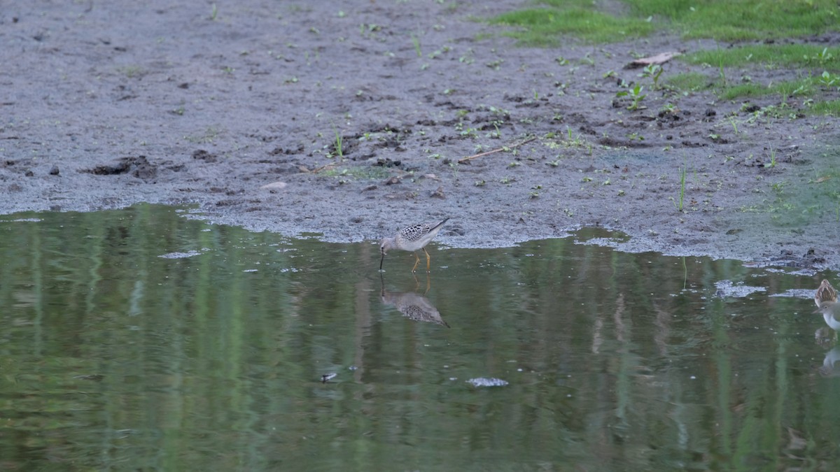 Побережник довгоногий - ML640337877