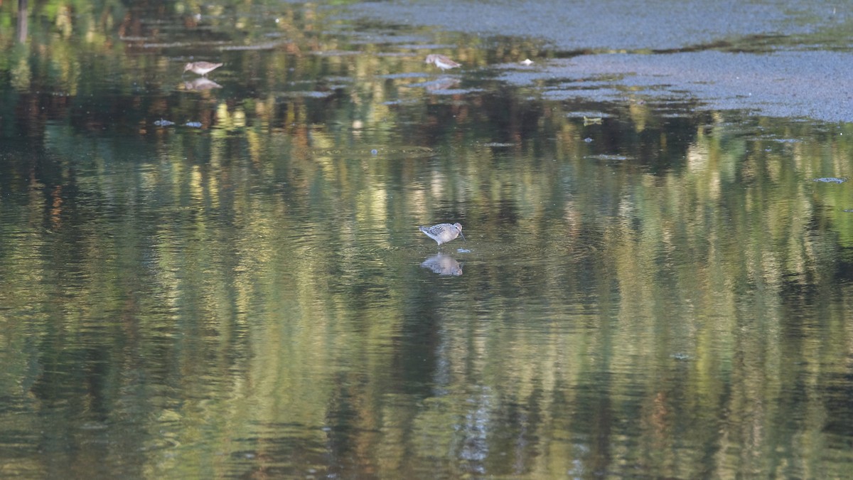 Побережник довгоногий - ML640337893