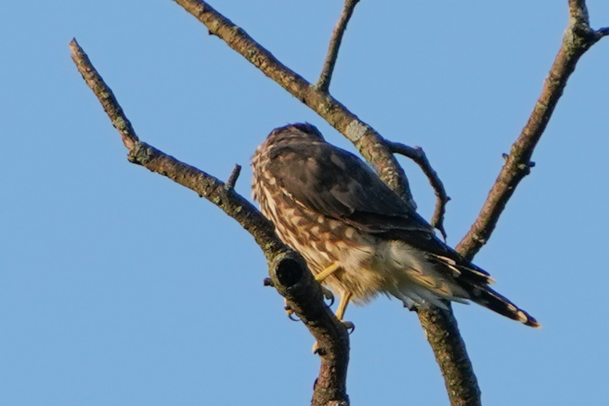 Merlin - ML640337897